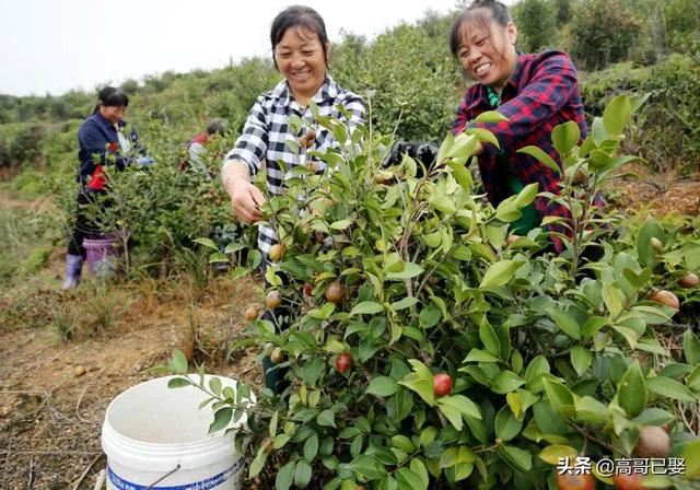 农村：小种植、小养殖，小加工，哪些项目最好？