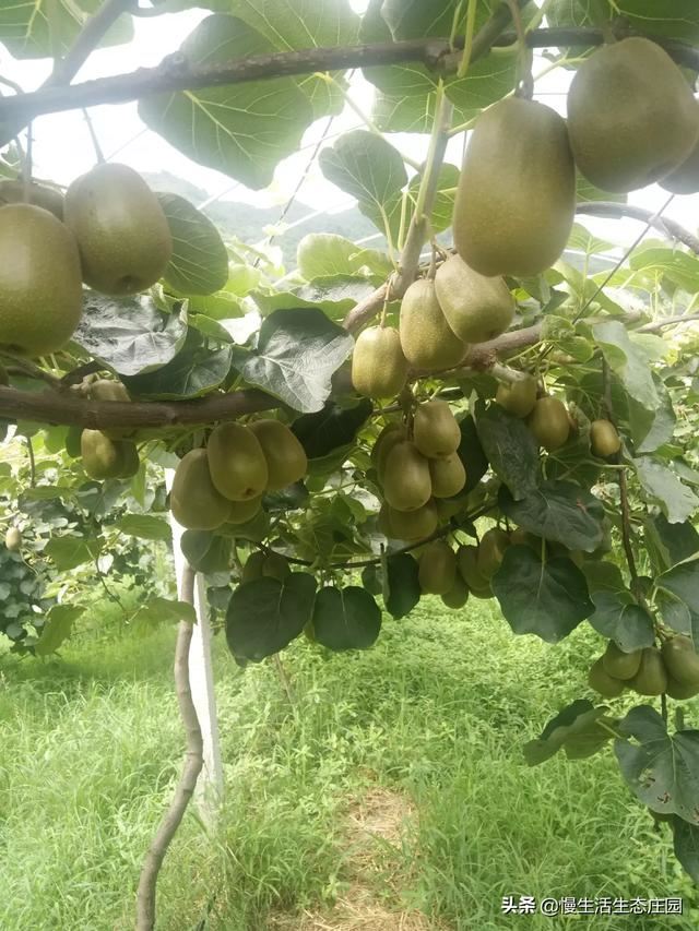 江苏地区种植什么果树划算？