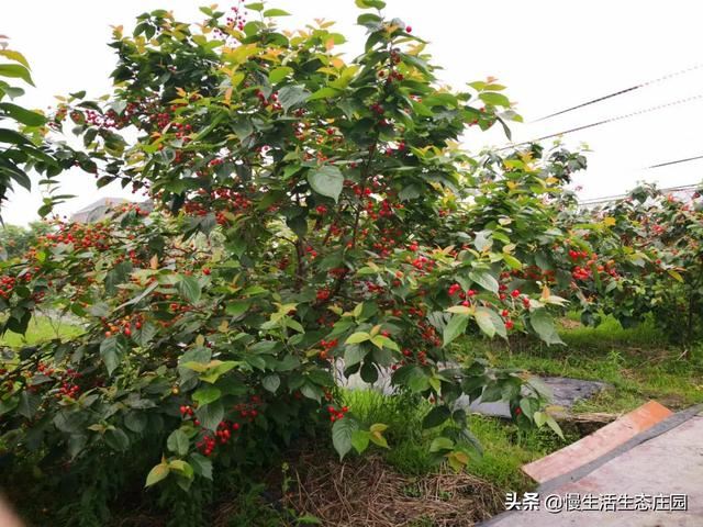 江苏地区种植什么果树划算？